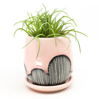 Planter in Charleston