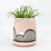 Planter in Charleston