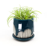 Planter in peacock
