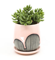 Planter in Charleston