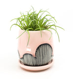 Planter in Charleston